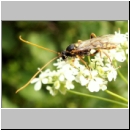 Rynchobanchus flavopictus  - Schlupfwespe m073a 15mm-fdet02.jpg